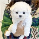 강아지분양 애견입양 아이러브독 수원점 말티푸미니비숑포메 이미지