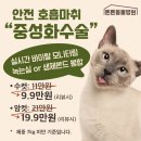 가정동물병원 | 코숏 형제 '별이' &amp; '또리'의 안전한 남아 중성화 수술 후기 (다묘가정) 위례 송파 성남 동물병원