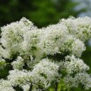 소풍길 들꽃산책 이미지