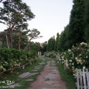 마호가니 이미지