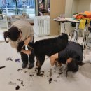 더독그루머스 이미지