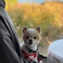 DOG 깨비 이미지