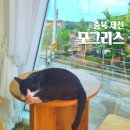 송학목장 | 충청북도 제천 의림지 뷰 테라스 카페 모그리스커피 &amp; 앤티앤스