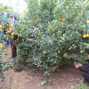 남원읍-50 이미지