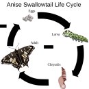 퓨퍼(PUPA) 네이버블로그