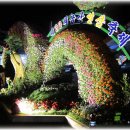금산 인삼 축제 이미지