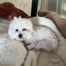 영희와바둑이 애견미용샵 | [공지] 광주 하남지구 애견미용 가위컷 전문 오픈형 애견미용실 비숑귀툭컷 후기_영희와 바둑이