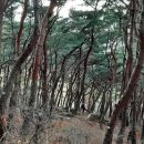 소나무숲 이미지