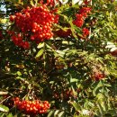 월악산자연농장 이미지