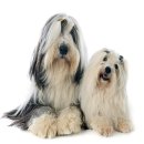 25시동물병원 이미지