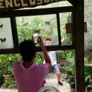 나비농장2 이미지