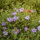 쑥부쟁이(Heath Aster)가 가득한 시카고 보타닉가든 이미지