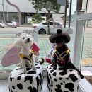 러브더모어 네이버블로그