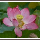 연꽃마을건넌들 이미지