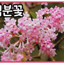 분꽃농장 이미지