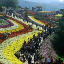 화순국화축제 1 이미지