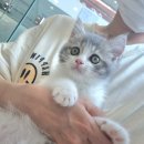 일산고양이분양 라라캣츠 이미지