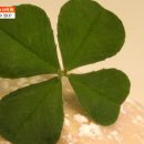 클로버농장 이미지