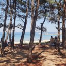 동산애견 이미지