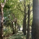 종합운동장 가로수길 이미지