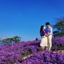 안경마을미장점 | 임산부 당일치기 여행_보라보라 퍼플섬(신안 퍼플교&amp;퍼플섬) 무료입장&amp;적게 걷기 꿀팁! :)