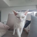 나만 없어 고양이 이미지