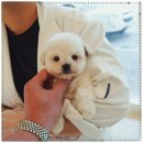 인천강아지분양 홍스퍼피 본점 이미지