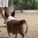 복자유치원 | 퍼피포레스트 중형견 웰시코기도 갈 수 있는 애견운동장카페