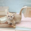 대전고양이분양 루나캣 | 대전세종고양이분양 루나캣 직접 방문해보고 느낀 솔직 후기