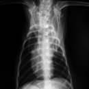 지오동물병원 이미지