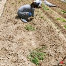 한국인농장 이미지