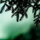 소나무향기 이미지