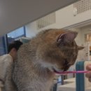 설렘고양이카페 이미지