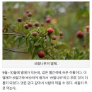 가례(남) | 갑자기 의령?여행 🌾