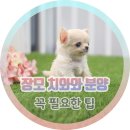 치&강압구정로데오역점 | 장모치와와분양 꼭 필요한 팁