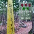 한라산둘레길 동백길 | ② 봄비와 함께한 슬로우 트레킹(한라산 둘레길 동백길)