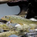 쉬리고기마당 이미지