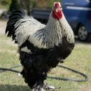 석원농장 이미지