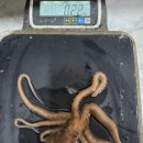 진도앞바다의 씨알좋은 특대사이즈 활낙지, 대사이즈 손질아귀, 자연산농어횟감 저렴하게 맛보세요~ 이미지