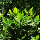 코타키나발루의 식물 3 (맹그로브 숲) 이미지