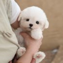 강아지고양이 미유펫 청주점 이미지