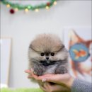 행정타운로 이미지