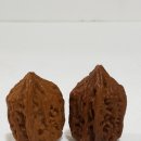 귀족호도 이미지