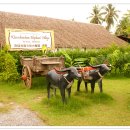 코끼리시장 이미지