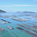 완도7호 이미지