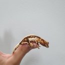 수원-0963 이미지