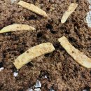 가지산언양불고기 이미지