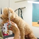 기장애견 이미지