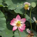 토종고기마을 | [토종고기마을] 부여 궁남지 맛집 점심 연잎밥 내돈내산 후기