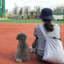 올바른 반려견 보호자 교육 이미지